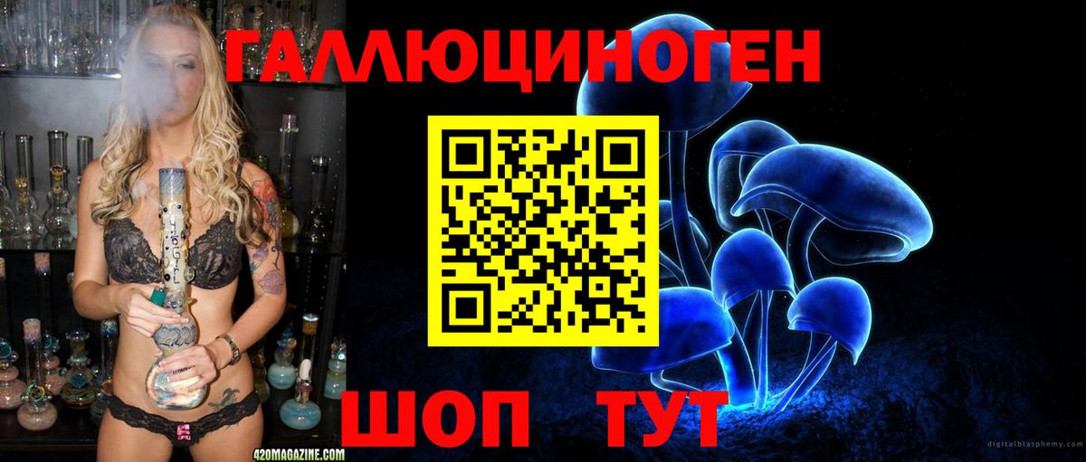 Галлюциногенные грибы Psilocybine cubensis Карачаевск